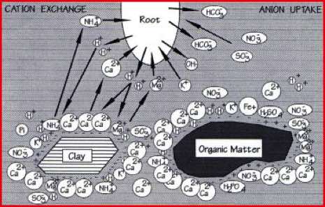 The Need For Nutrition, Waternet Epping UK